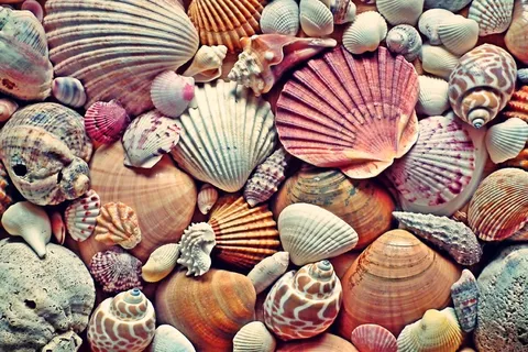 海贝壳海螺素材图片 海贝壳海螺素材图片