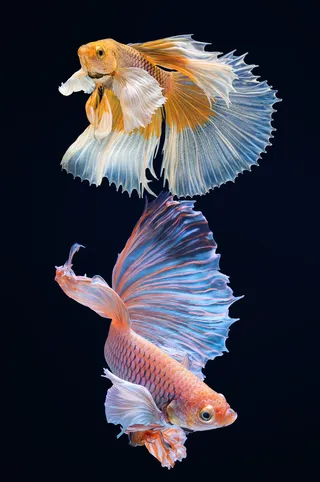 无框画 新中式金鱼装饰画