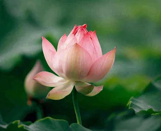 夏天荷花池荷叶荷花特写，夏至小暑大暑摄影图