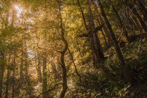 深山茂密树林图片