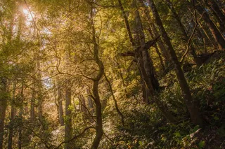 深山茂密树林图片