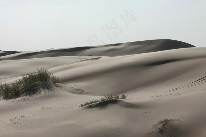 沙丘上的植物
