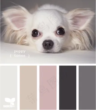 动物配色色卡色彩搭配