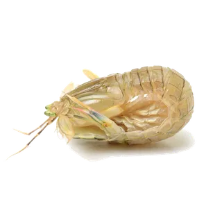 虾类(20)海鲜超市商品红酒白底图免抠实物摄影png格式图片透明底