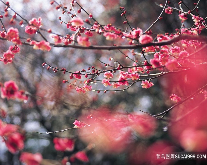 梅花林鲜花图片