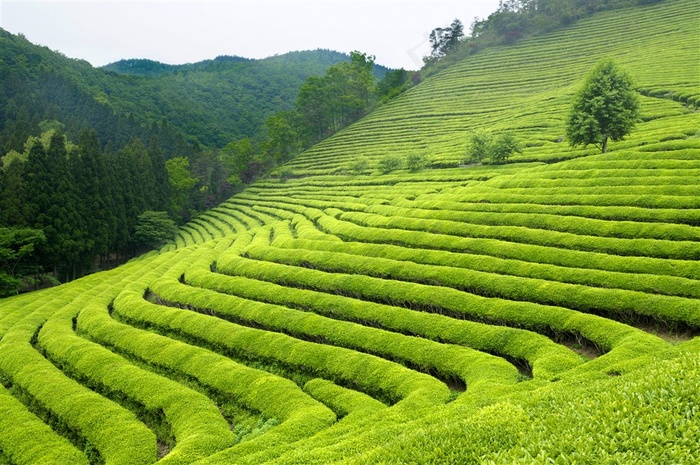 美丽的绿色茶园