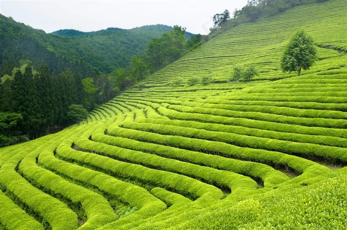 美丽的绿色茶园