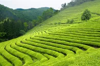 美丽的绿色茶园