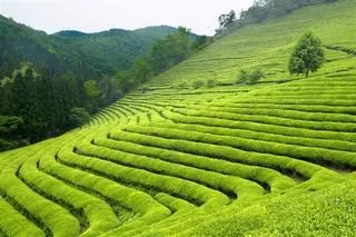 美丽的绿色茶园