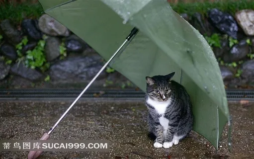 雨伞下的小猫摄影素材