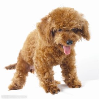 小型犬-舔着舌头的狗狗