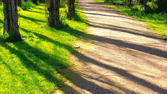 阳光下的林间小道 阳光下的林间小道