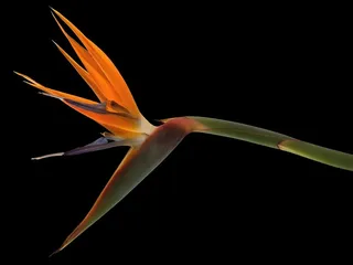 超高清鹤望兰鲜花图片