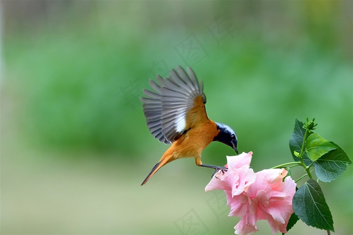 追逐花朵的北红尾鸲雄鸟素材图