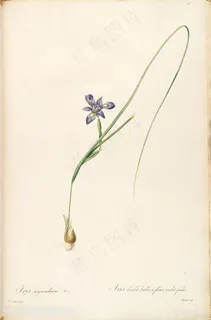雷杜德原版高清兰花唯美花草图谱 雷杜德原版高清兰花唯美花草图谱