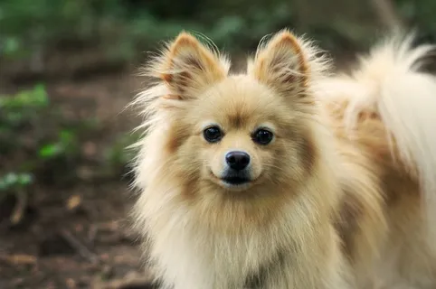 博美犬宠物图片 博美犬宠物图片