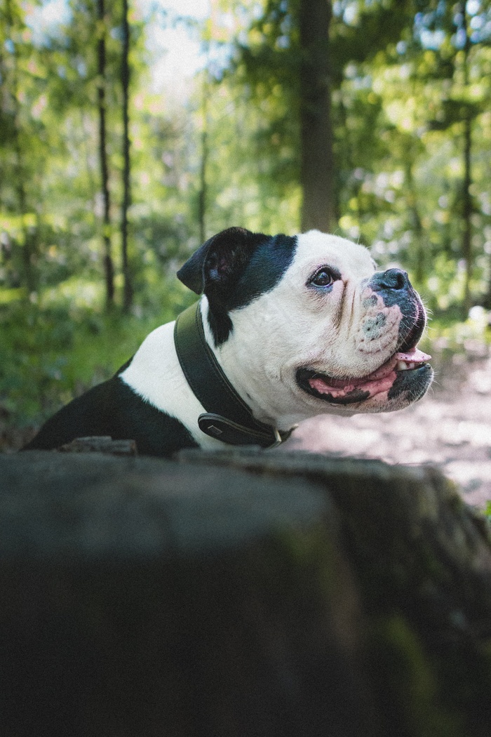 黑白斗牛犬可爱图片