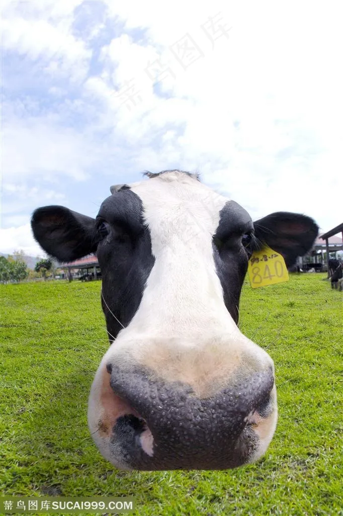 可爱奶牛表情高清图片