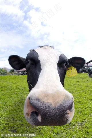 可爱奶牛表情高清图片