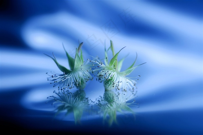 梦幻唯美鲜花图片