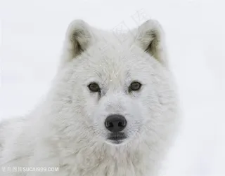唯美野生动物可爱的白狼图片