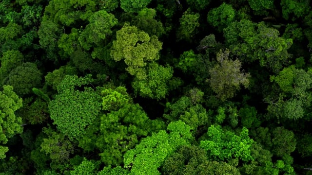 树木, 雨林, 叶子, 丘陵, 森林, 山, 户外, 鸟瞰图