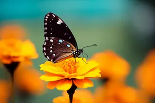 蝴蝶停在花朵细节特写摄影图