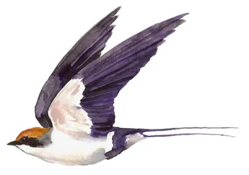 燕子 PNG免抠(650x458)