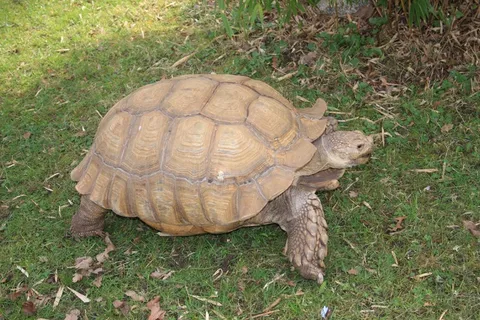 草地老乌龟爬行图片 草地老乌龟爬行图片