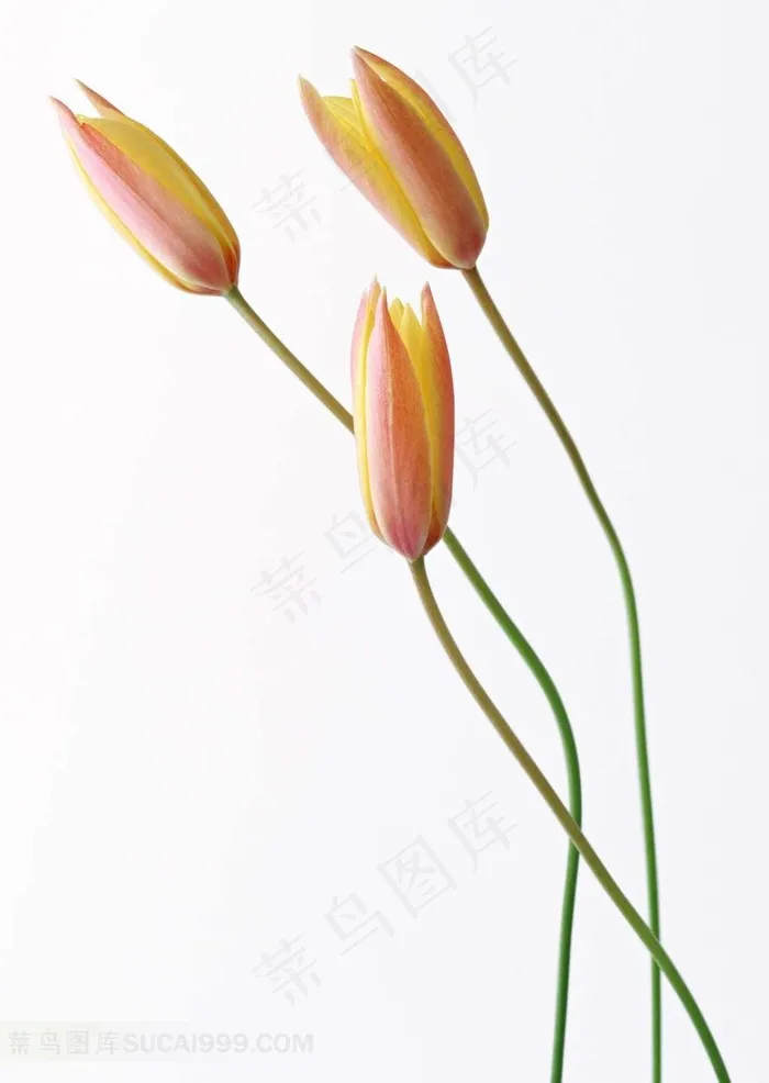 高清百合花苞图片