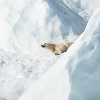 北极熊萌萌哒图片