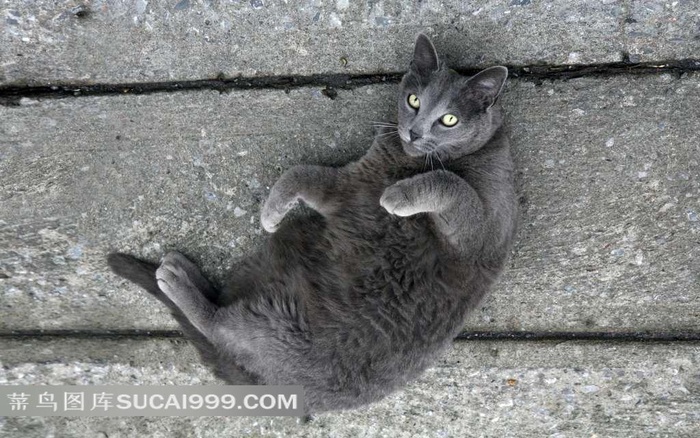 躺在路面上的黑猫