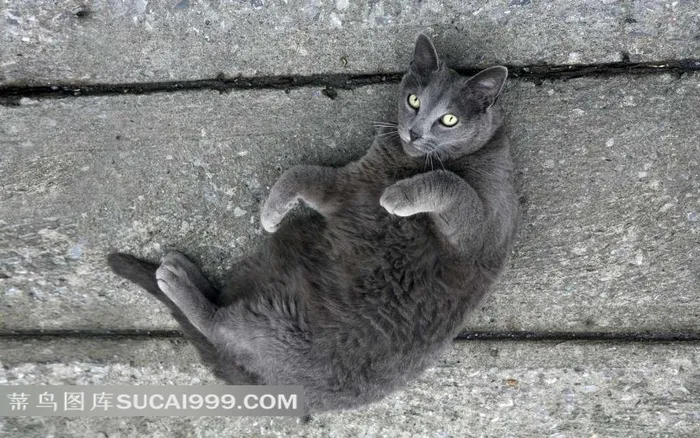 躺在路面上的黑猫