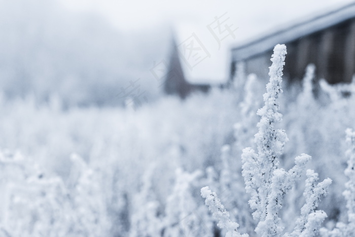 美丽的冬天霜雪图片