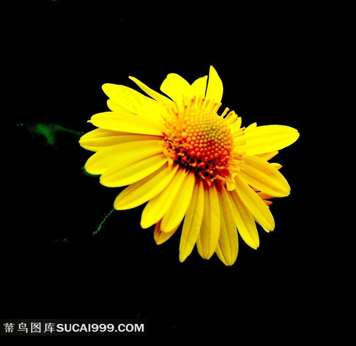 各种颜色的菊花高清摄影