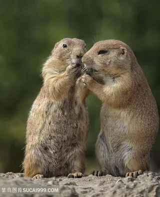 高清两只可爱土拨鼠野生动物图片