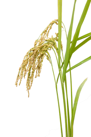 现代农业一束水稻