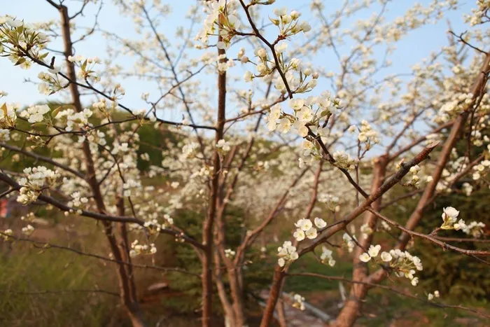 树枝上盛开的桃花