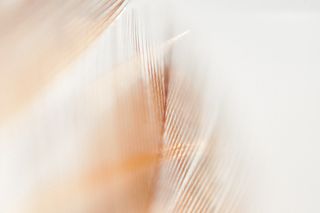 极简轻奢羽毛背景纹理简约高端底纹