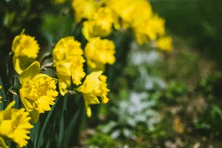 美丽黄色洋水仙图片