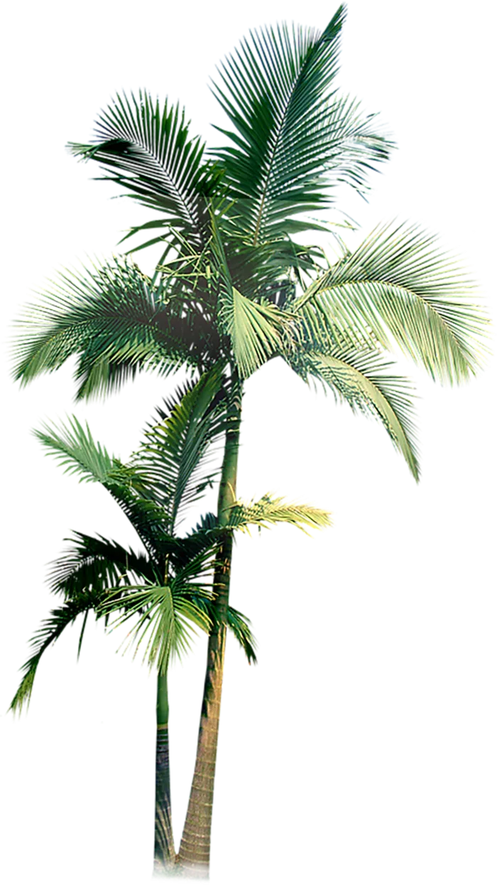 棕榈 树- PNG- 椰子树  免扣 装饰