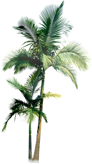 棕榈 树- PNG- 椰子树  免扣 装饰