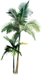 棕榈 树- PNG- 椰子树  免扣 装饰 棕榈 树- PNG- 椰子树  免扣 装饰