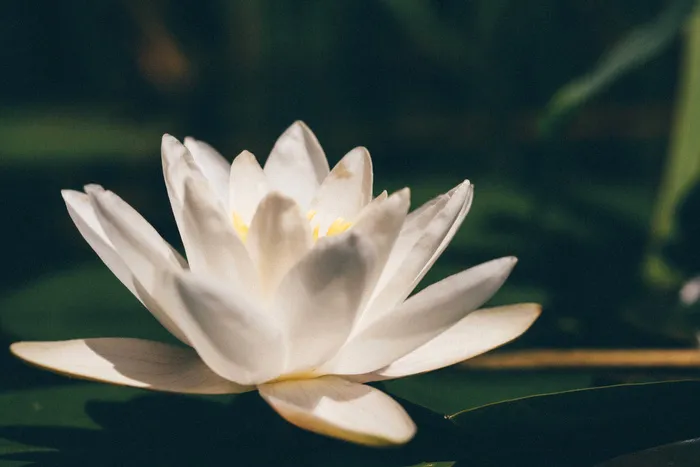 高清荷叶荷花莲花