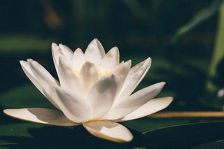 高清荷叶荷花莲花