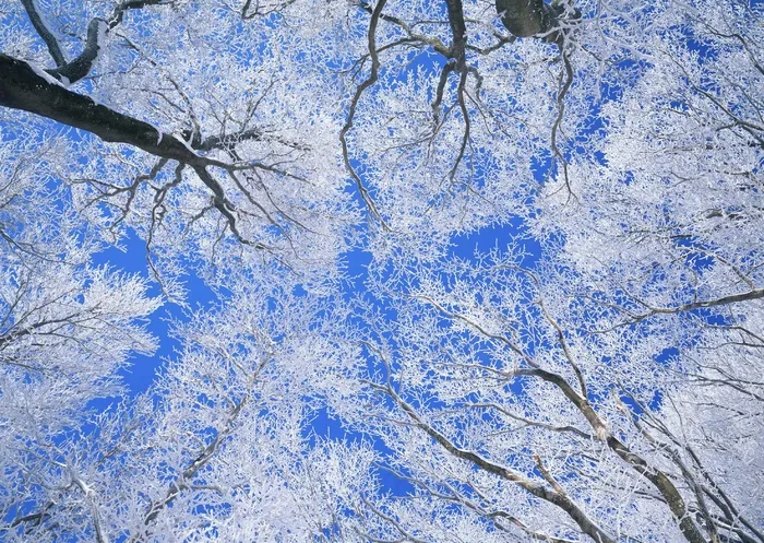 冰天雪地 499