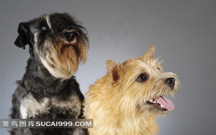 两只宠物狗狗摄影图片