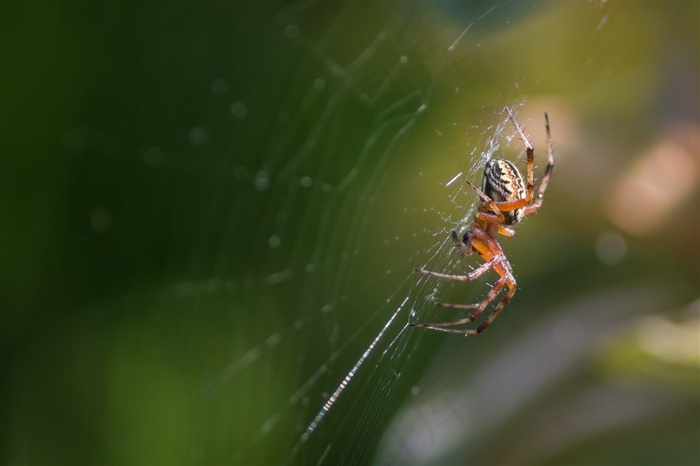 蜘蛛网上的蜘蛛
