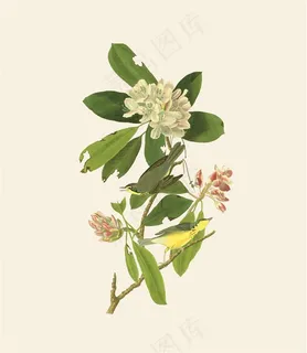 奥杜邦鸟调色版103