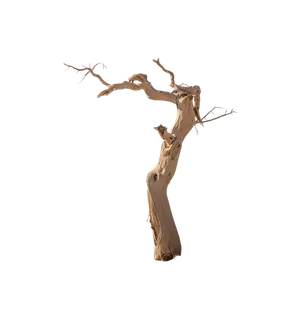 枯树枝、中国风、中式、png、免扣素材 拷贝